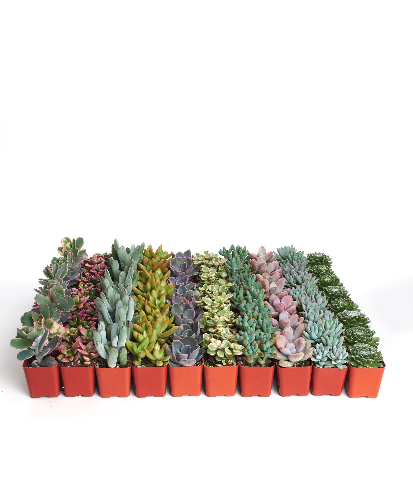 Pastel Succulent Bulk Collection