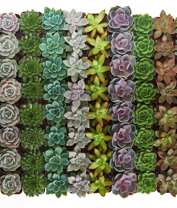 Bulk Succulents Shop Succulents
