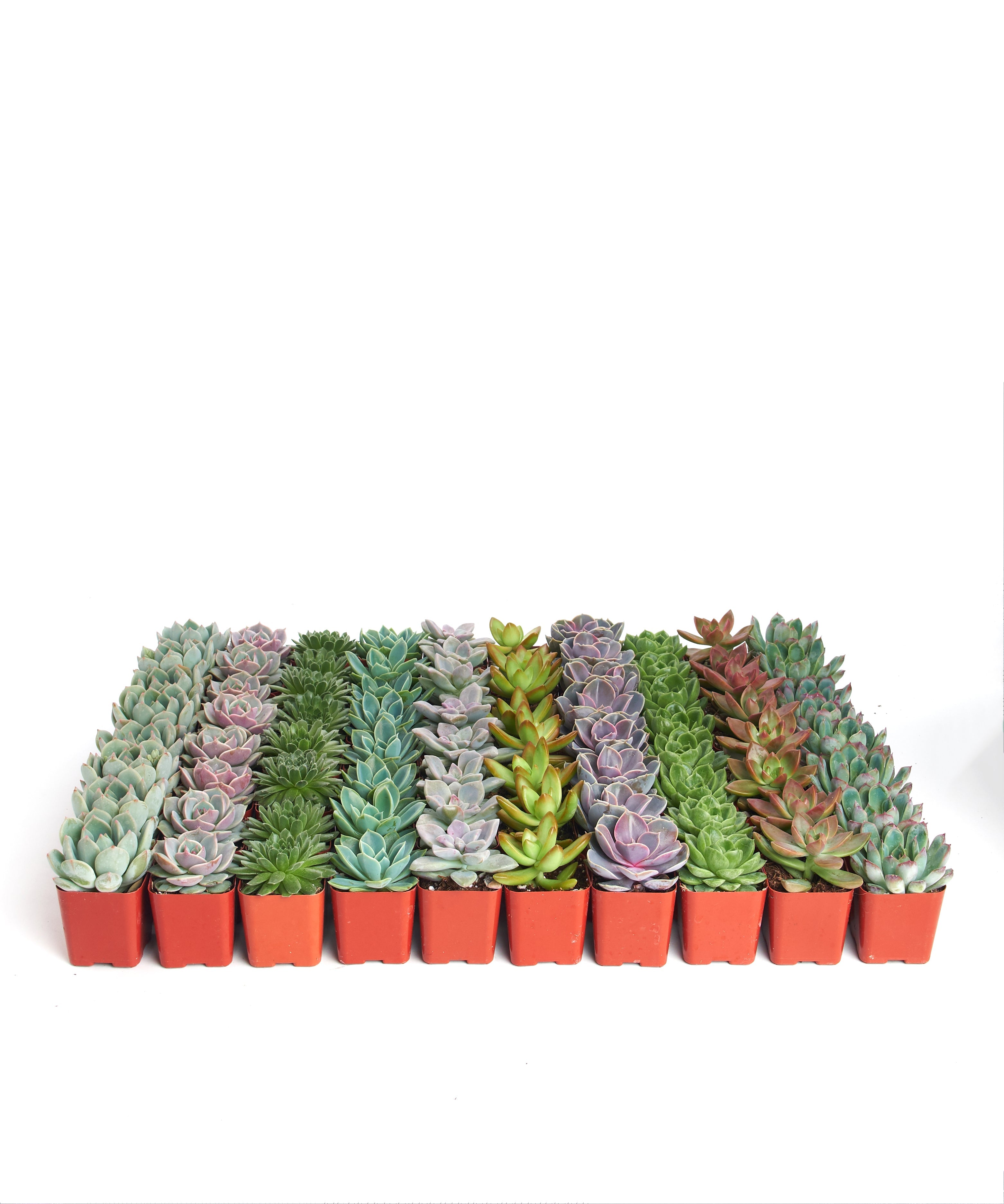bulk mini succulents Shop Succulents Rosette Succulent Plant Pack Collection