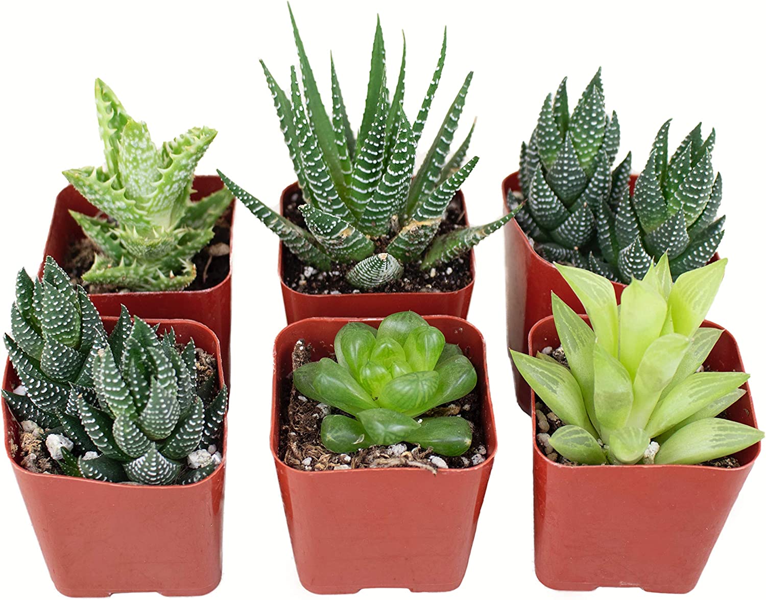 mini aloe vera plant Shop Succulents | Haworthia Collection