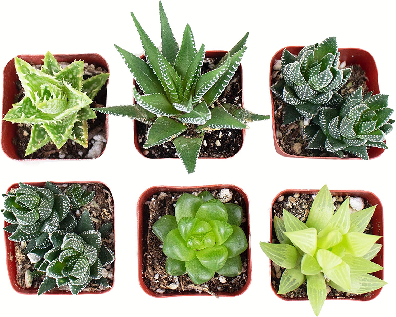 small aloe looking succulent Shop Succulents | Haworthia Collection