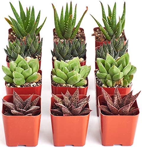 succulents and aloes Shop Succulents | Haworthia Collection