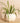 Ivory Ceramic Pumpkin Planter with Spider Plant