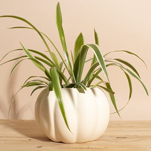 Ceramic Pumpkin Planter with Air Purifying Spider Plant 'Reverse'