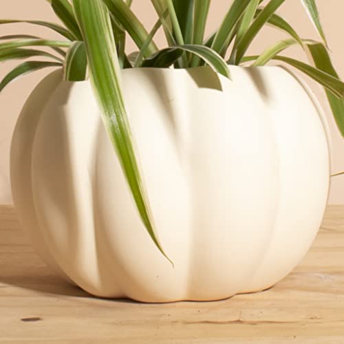 ceramic pumpkin flower pot Ivory Ceramic Pumpkin Planter with Spider Plant