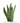 Sansevieria Zeylanica in White Ceramic Cylinder Planter